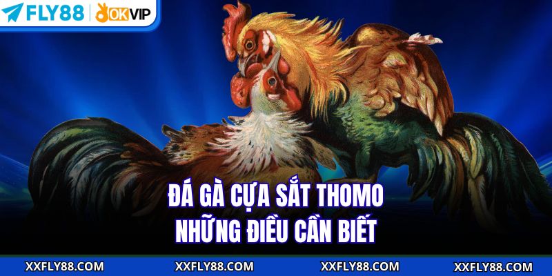 Đá gà cựa sắt Thomo - Những điều cần biết