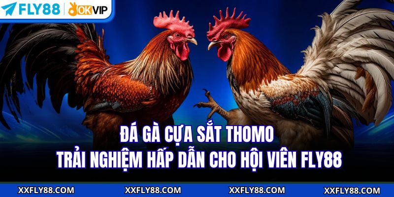 Đá Gà Cựa Sắt Thomo | Trải Nghiệm Hấp Dẫn Cho Hội Viên FLY88